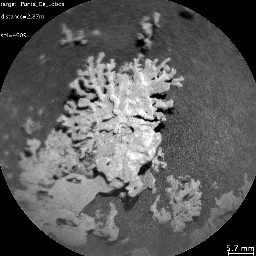 NASA Finds Coral Rock on Mars; Prediction Markets Show Low Odds for Alien Confirmation