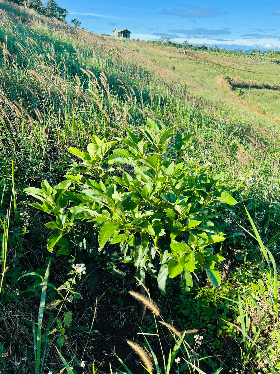 Green Beli Farm Update: Avocado Tree Progress and Fruit-Bearing Status