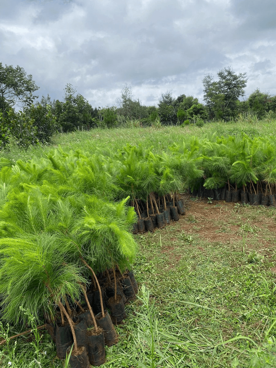 Green Beli Farm Receives 1,000 Pine Trees for June Planting