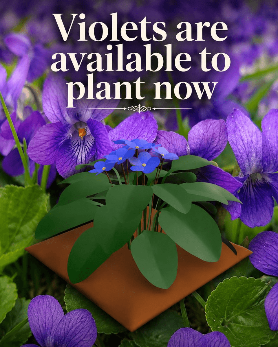 Violets Now Available for Planting in Upland Gardens