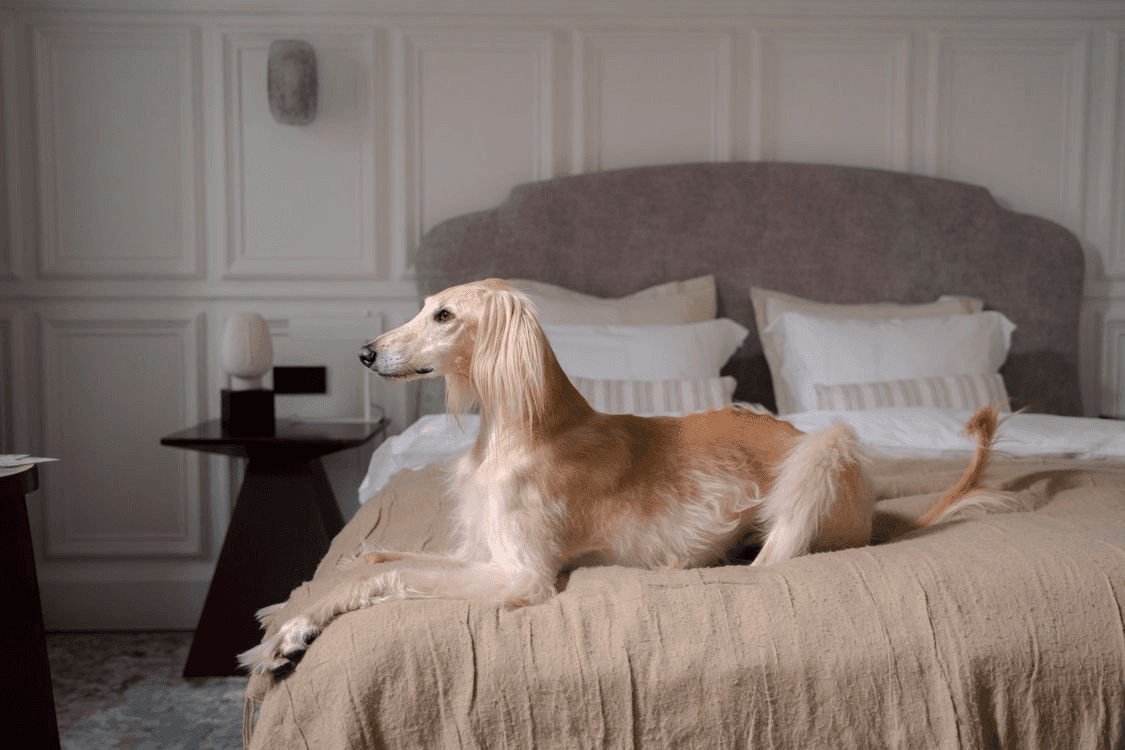Luxury Pet Travel Market Hits $2.7B as Crypto Booking Options Expand